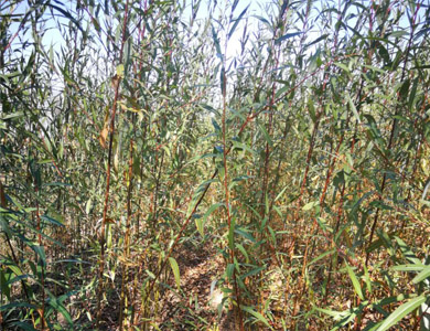 1589253004845253.jpg 1-1.jpg