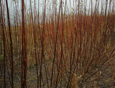 1589253014753139.jpg 1-2.jpg