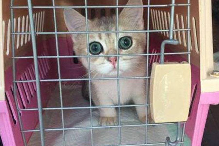 1591619360111058.jpg 2.jpg