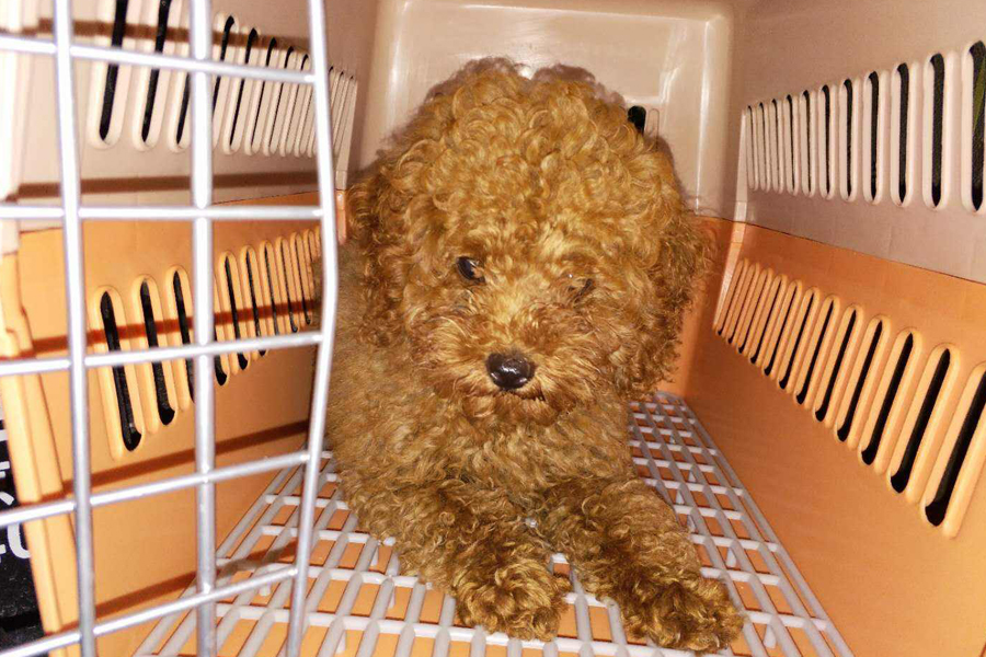 1591619407410449.jpg 6.jpg