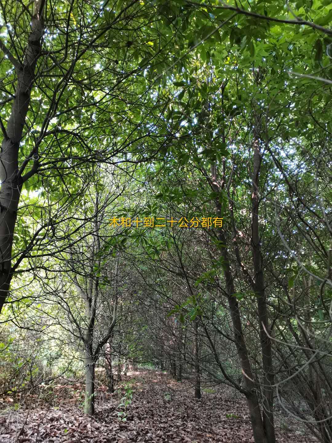 1592276833367892.jpg 3cb75e4537e032f0d298bafcb36ed1e.jpg