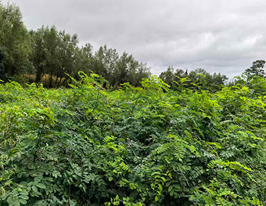 1774413409817658.jpg 刺槐苗1.jpg