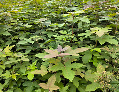 1774413701386848.jpg 枫香苗1.jpg