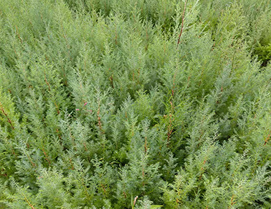 1774413969881543.jpg 柏木苗.jpg