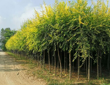 1774424314240386.jpg 矮接金叶榆.jpg